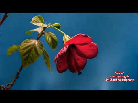 موسيقى الموسيقار خالد حماد اوان الورد   رؤية شريف عبد الغني   