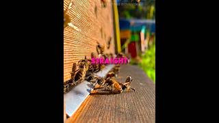 This Man SAVED Bees Living Inside a Trash Can 🐝❤️ #USA