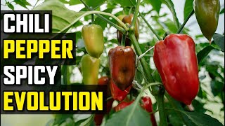 Chili Peppers Ancient Shrubs To Pepper X