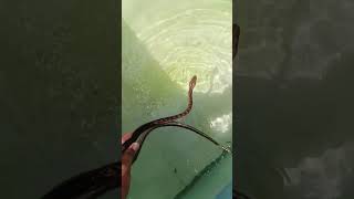 Did you know that a Reticulated Python can swim really fast and submerge under water!