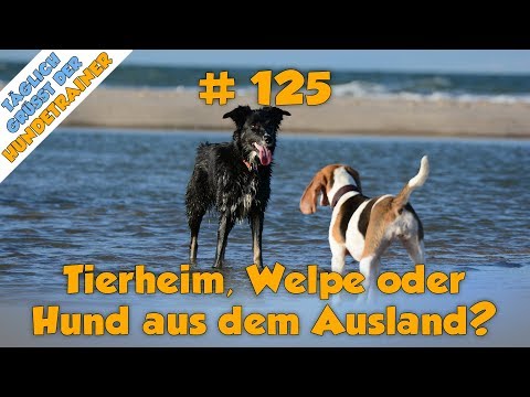 Video: Shelter bietet Übernachtungsmöglichkeiten für Welpen, um die Chancen von Hunden auf eine Adoption zu verbessern