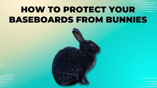 How to Protect Your Baseboards from Bunnies by Pet Care Tips 55 views 3 months ago 2 minutes, 18 seconds