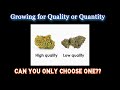 Growing for quality or quantity  why not both  high vs low ppfd  labs studies theorys