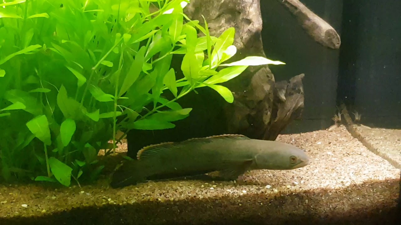 Channa sp laos fireback pair - YouTube