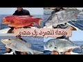 اصطادنا فى البحر الاحمر واتفاجئنا بالوحوش 
