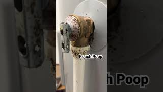 Tips For Roach Control