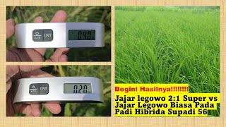 Hasil Akhir pola tanam jajar legowo super vs jajar legowo Biasa