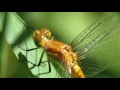 Dragonfly Super Macro Photography - Raynox DCR-250
