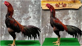 Cara Mudah Membuktikan Ayam BANGKOK ORY atau Ayam BANGKOK silangan !!. 