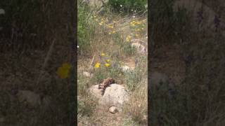 Gila Monster at Catalina State Park April 2017