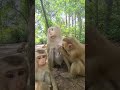 Rarely Seen 🙈Monkeys Family Luna Bring Joy! #Brady💖🐒 #virals #Ambertroop #Angkorwat #SovanaTroop