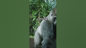 Gorilla Vs Python, Who WINS?