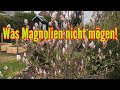 Was Magnolien Nicht Mögen Diese PFLEGEFEHLER Bei Magnolia UNBEDINGT Vermeiden Was Magnolien Nicht Mögen Diese PFLEGEFEHLER Bei Magnolia UNBEDINGT Vermeiden