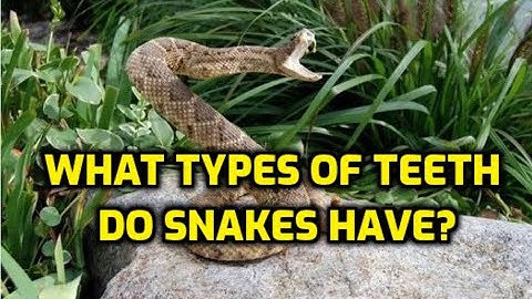 What Types Of Teeth Do Snakes Have?