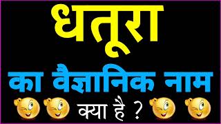 Dhatura Ka Vaigyanik Naam Kya Hai Dhatura Ka Scientific Name Vanaspatik Naam Botanical