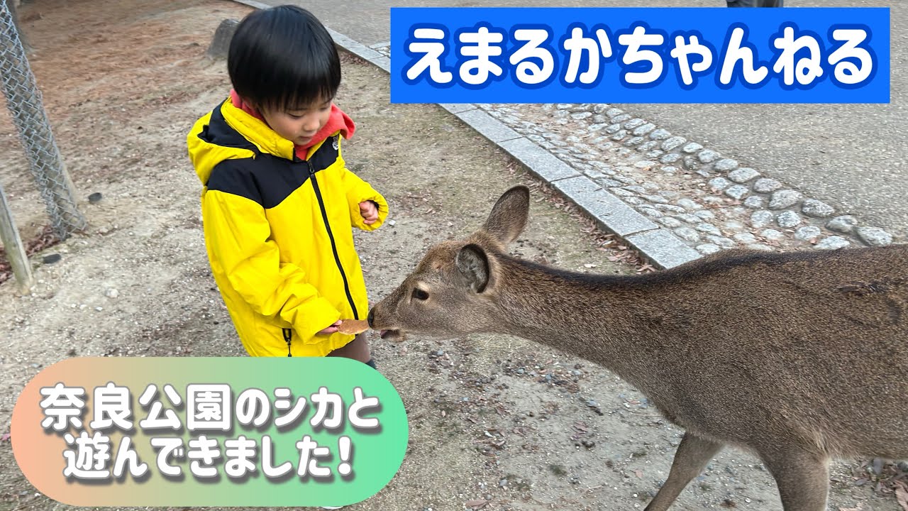 えまるか、奈良公園のシカと遊んできました！