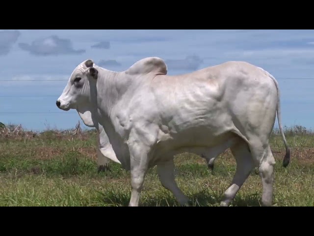 Lote 82 - 19° Leilão Fazenda Fortaleza