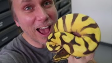 INSANE PYTHON SNAKE MORPHS! | BRIAN BARCZYK