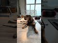 Storytime dazu ist online🫠 #assistenzhund # #hund #einsatz #polizei #anzeige Mp3 Song