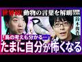 鳩