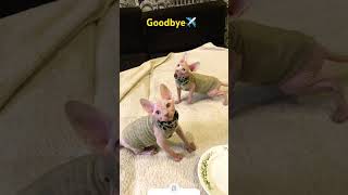 My lovely sphynxes💋💋 #shorts #sphynx #sphynxcats