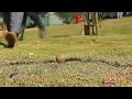 Eco-activists seed-bombing rampage