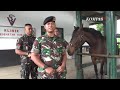 Detasemen Kavaleri Berkuda, Kuda Tempur Angkatan Darat - CERITA MILITER (Bag3)