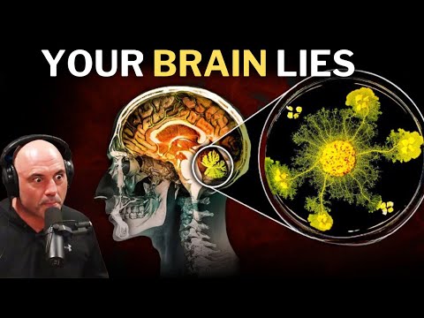 Video: Er den forreste cingulate cortex en del af frontallappen?