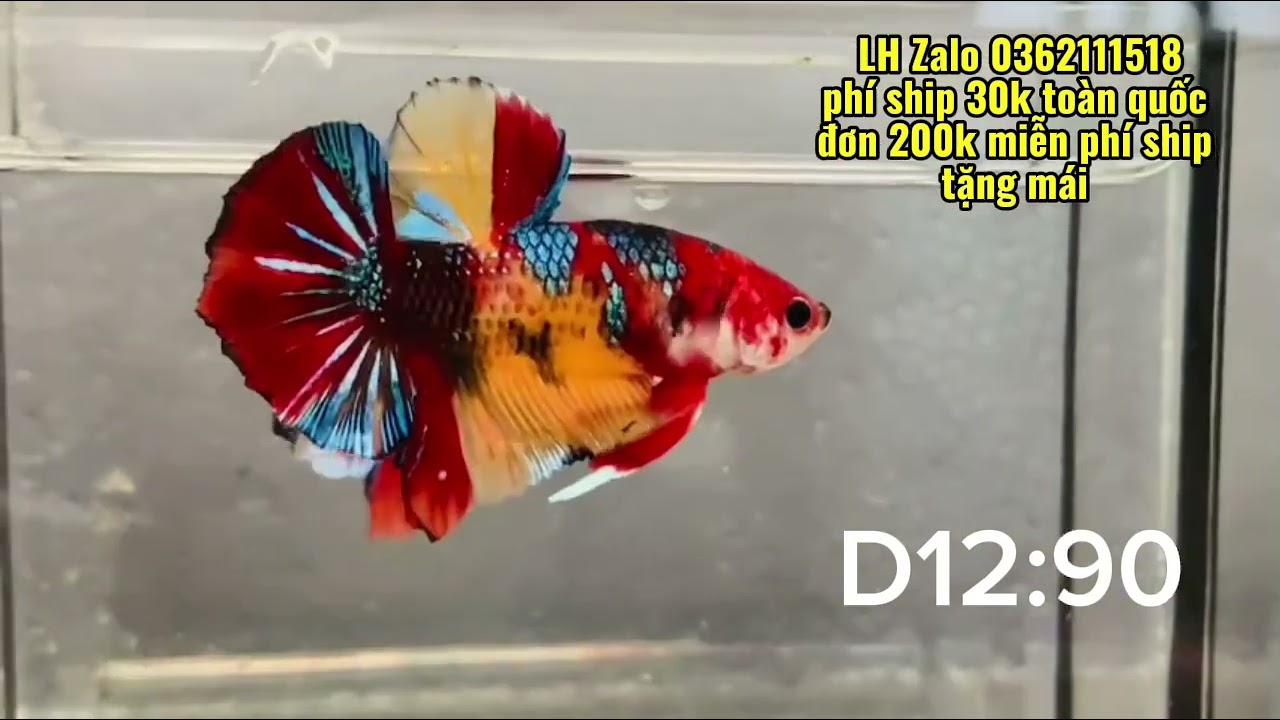 Đợt Cá Betta Koi Multi metallic ngày 11/03/2026