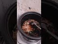 Bicol Express ala Adobo sa Gata version 😋