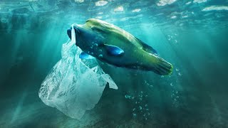 HOTS | Pollution & Plastics | Why should we not throw plastic bottles into the river?