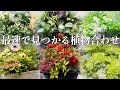 【つい真似したくなる♪】季節を跨いだ寄せ植え【7選!】