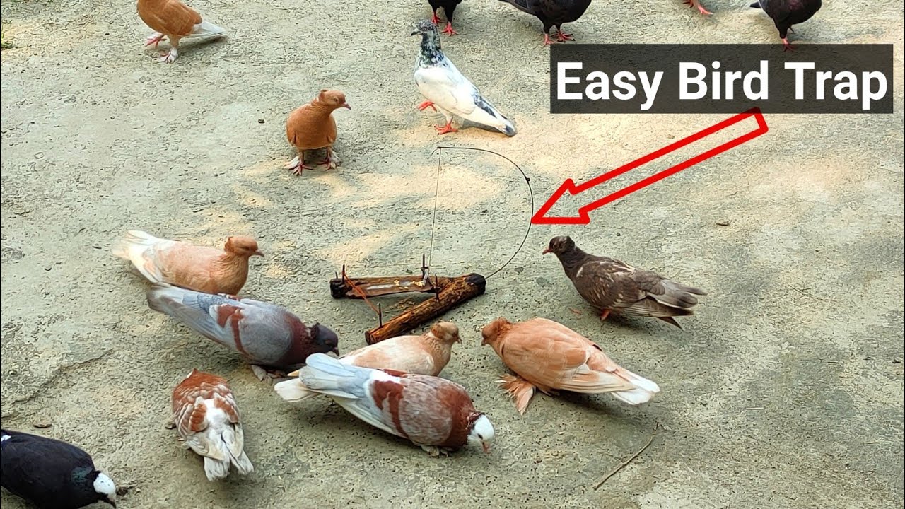 Amazing Universal Bird Trap. পাখি ধরার আজব ফাঁদ।