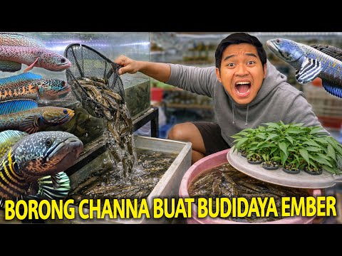 JACKPOT TAK TERDUGA..!! Dapat Ikan Channa Monster \u0026 Berbagai hewan Aneh Saat Mancing Channa Limbata