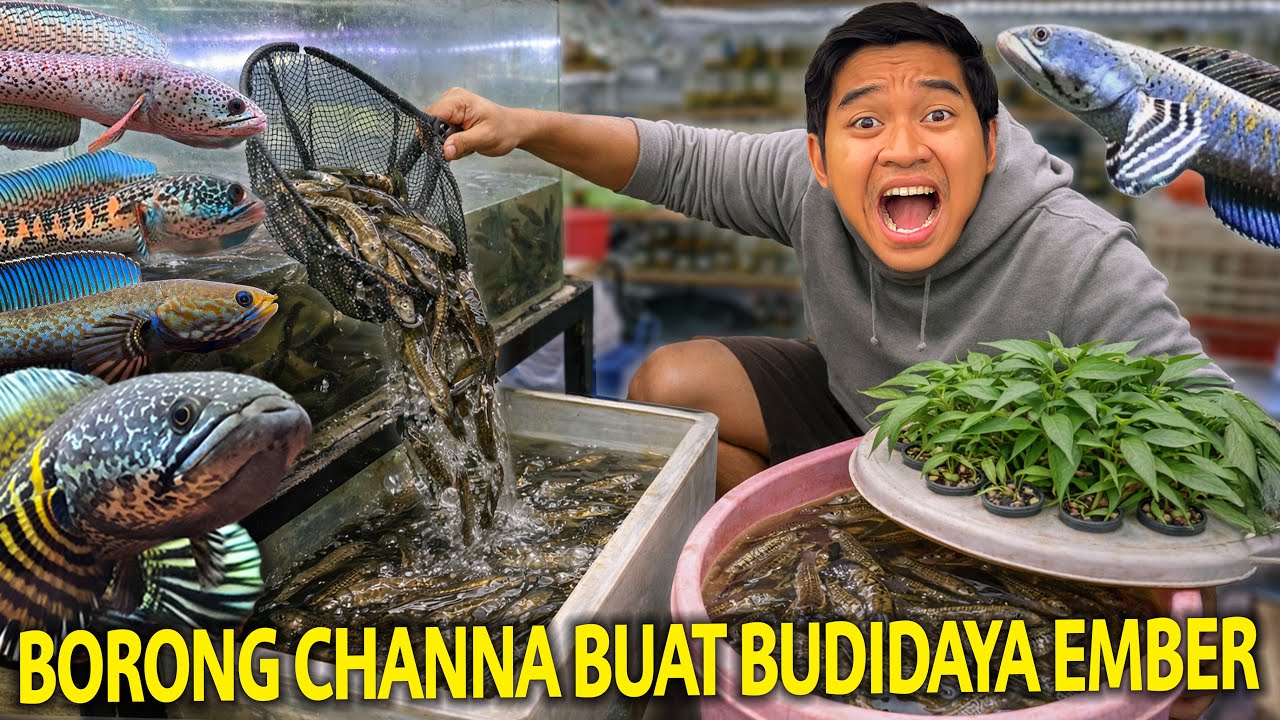 BORONG CHANNA 20 EKOR BUAT KITA BESARKAN DI EMBER BUDIDAYA! SEMOGA JACKPOT KALAU UDAH GEDE!