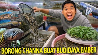 BORONG CHANNA 20 EKOR BUAT KITA BESARKAN DI EMBER BUDIDAYA! SEMOGA JACKPOT KALAU UDAH GEDE!
