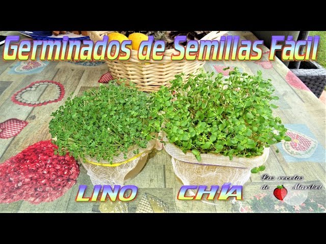 Plato germinador de semillas mucilaginosas Germline