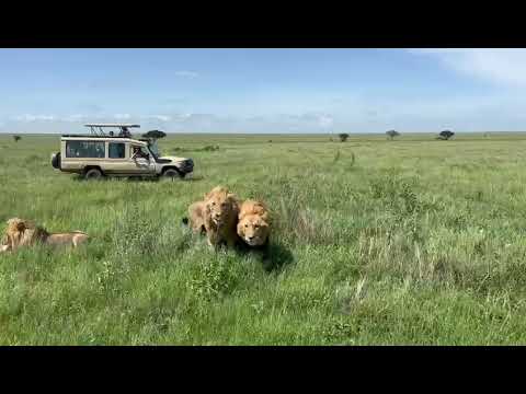 Explore Tanzania With Local Safari Experts