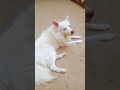 #doglover #funny #comedy #shortsvideo #youtubeshorts #trending #likecommentsubscribe