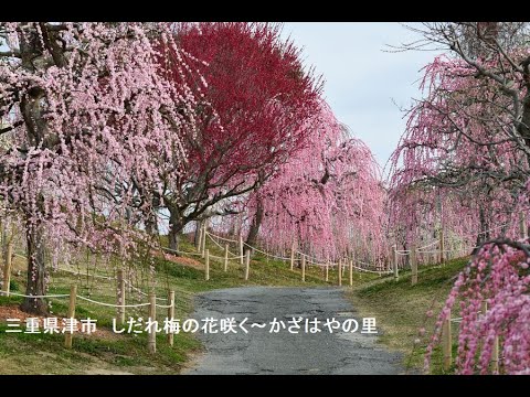 三重県津市　しだれ梅の花咲く～かざはやの里　写真紀行　2023