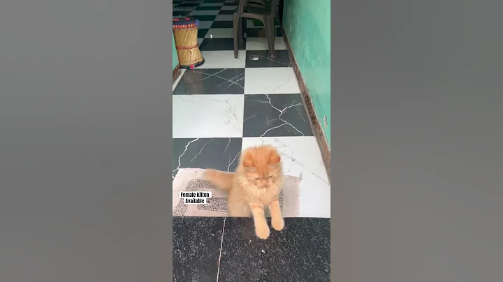 Watch the video about Female kitten for sale,delivery all over India,good quality persian kittens available,loc - lucknow