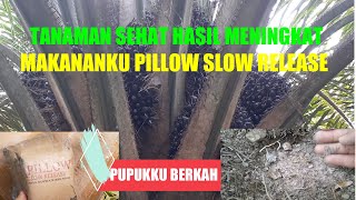 Hasil Pemupukan Pillow Slow Release Pupuk Berkah Hasil Berkah Tanaman Bicara Hasil Pemupukan Pillow Slow Release Pupuk Berkah Hasil Berkah Tanaman Bicara