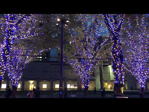 針葉樹  野口五郎 cover