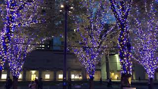 針葉樹  野口五郎 cover