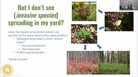 Backyard Invasive Species - Herbaceous and Grass Species