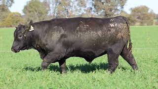 LOT 12 : EZS25W46