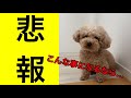 【悲報】やってしまった！素人がやるもんじゃない カット失敗【今日のいちご】トイプードル