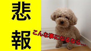 要注意 犬のカット 失敗を動画で集めました Uchinoco うちの子