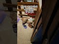 Here It Is Snapchat Spotlight Hairtie Subforacookie Viral Fyp Trending Rip Shorts Funny 