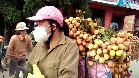 cập nhật giá vải mới nhất hôm nay || giá vải u hồng hôm nay tại lục ngạn bắc giang|| tin nóng